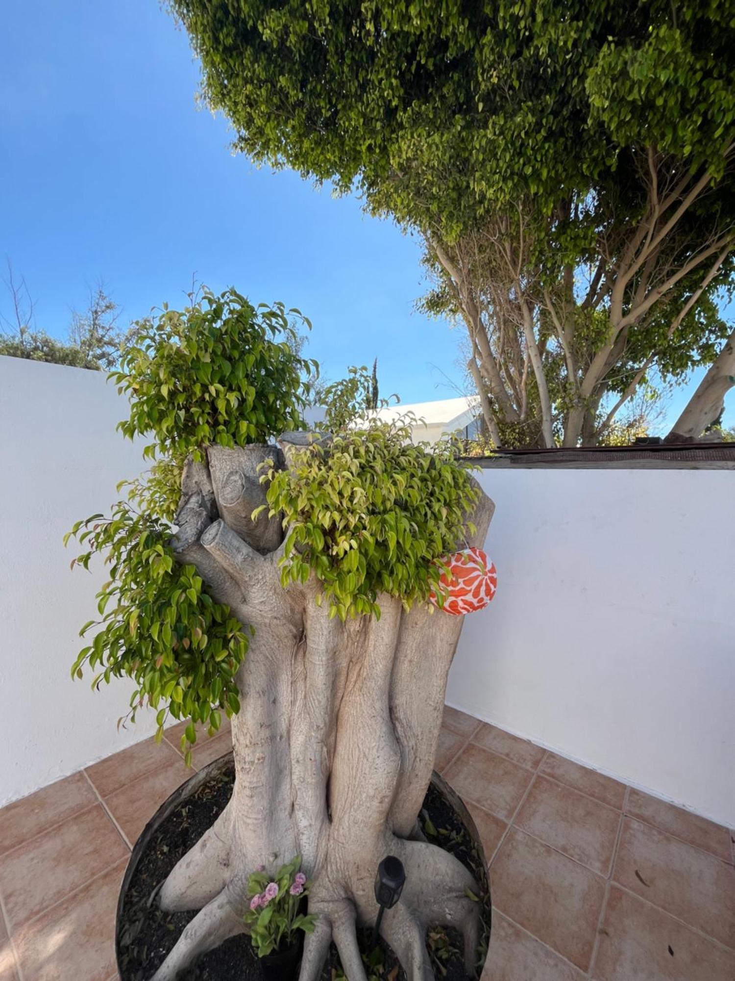 Apartament Casa Tina Costa Teguise Zewnętrze zdjęcie